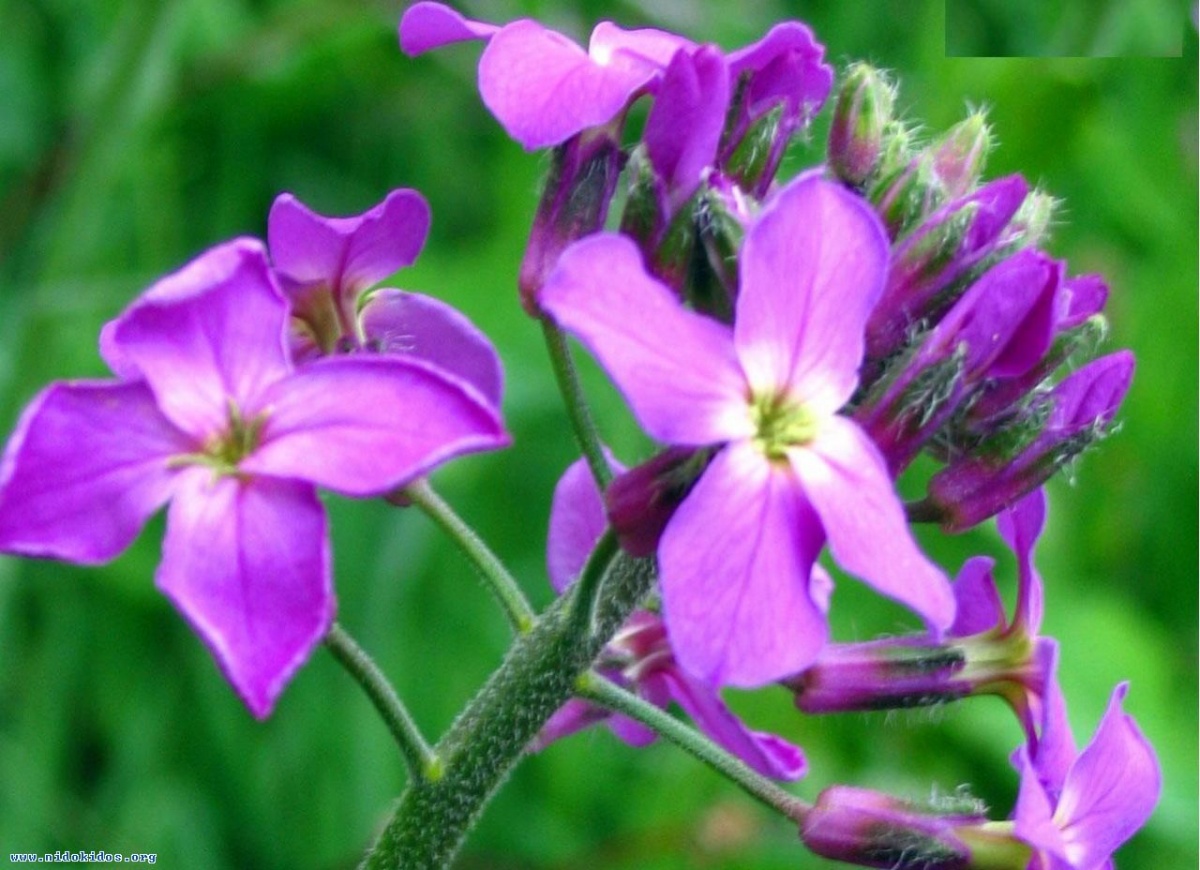 67356 purple flower 1280x1024 1