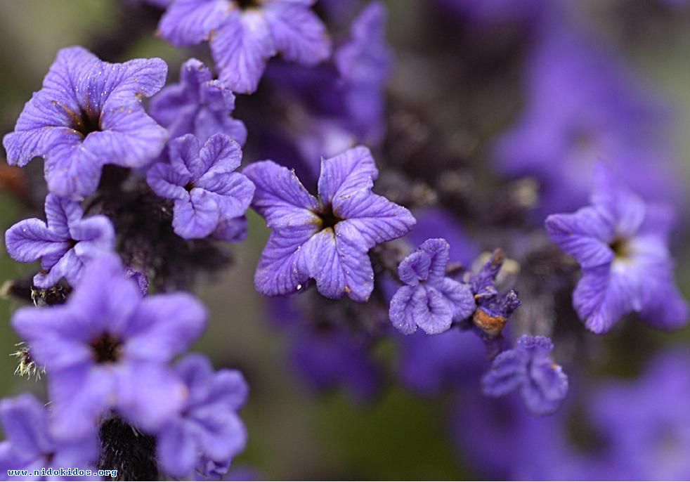 67356 purple flowers copy 1