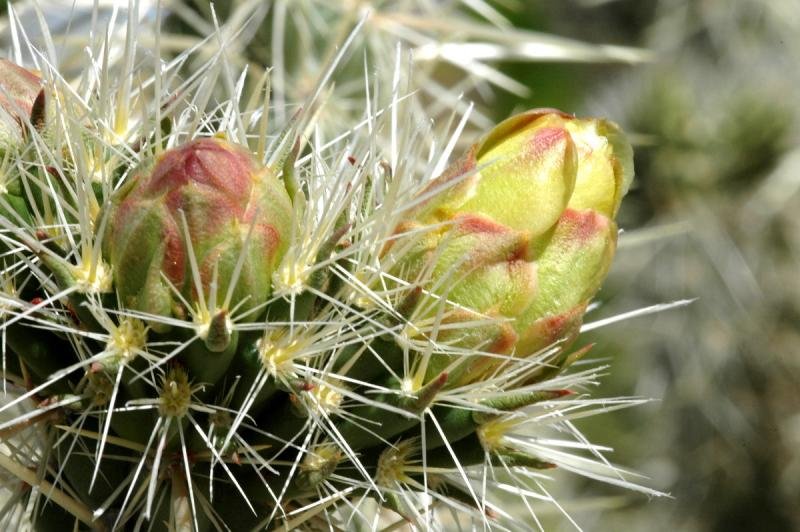 41745479dsc6678a1fac40e