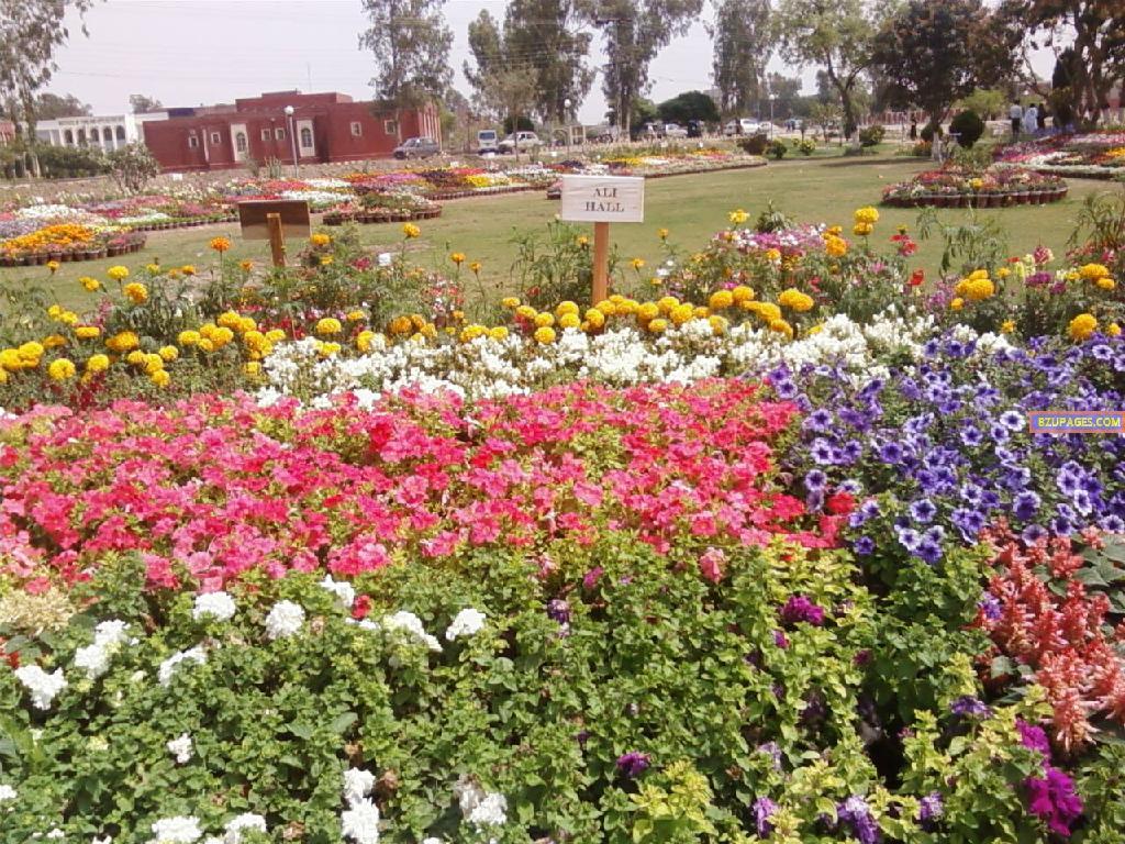 BZU Flower Exhibition 9