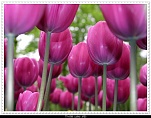 Tulips%20Pictures