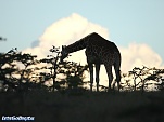 kenya safari photo 10