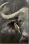 oxpecker and cape buffalo james hager thumb