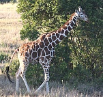 safari picture 1