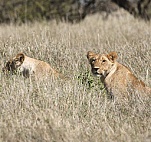 safari picture 3