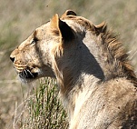safari picture 8