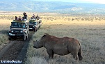 safari tour