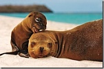 sea lion and pup eddie shermerhorn thumb