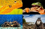 wildlife photographer of the year australian museum