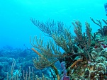 Reefscape 2 sized
