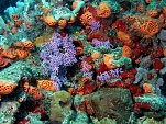 Rose Lace Coral amid orange and red sponges sized