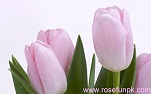 Pink Fresh Tulips 1