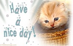 Cat have a nice day