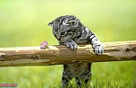 Cute These Naughty Cats wallpaper (1)
