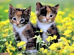 Cute These Naughty Cats wallpaper (2)