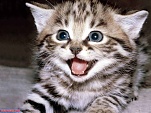Cute These Naughty Cats wallpaper (5)