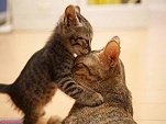 Cute These Naughty Cats wallpaper (6)