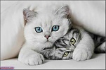 Cute These Naughty Cats wallpaper (7)
