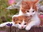 Cute These Naughty Cats wallpaper