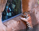 Tiger in Window
