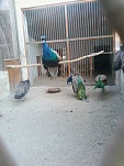 Peacock and Peahens