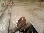 Eagle.. Its not dead./:)