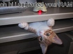 Cute Cats with comments (87)