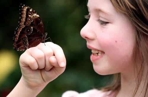 Exhibition of butterflies 004
