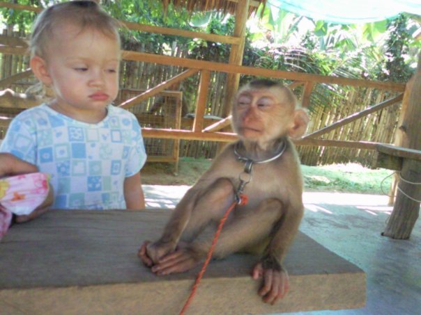Monkey and Kid