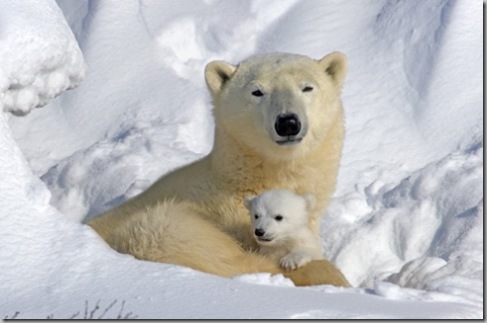 polar bear and cub howard ruby thumb