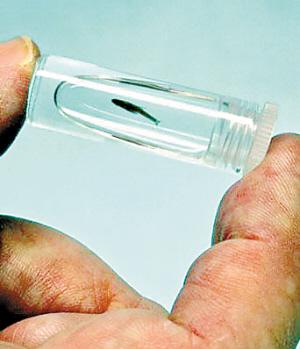The world's smallest fish