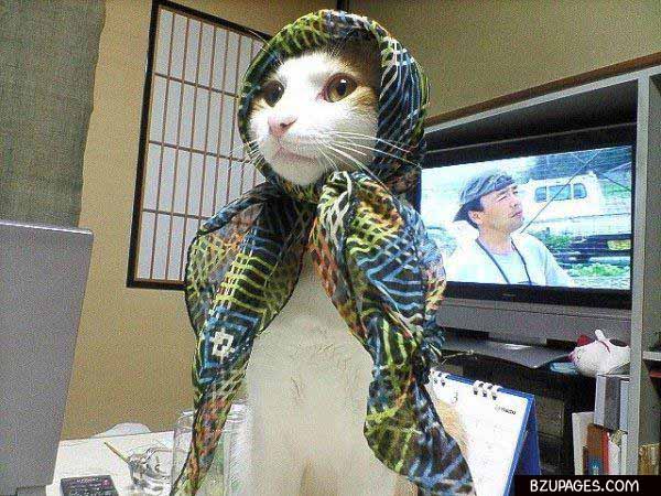 Lady Cat