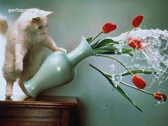 Cat Throughout flowers