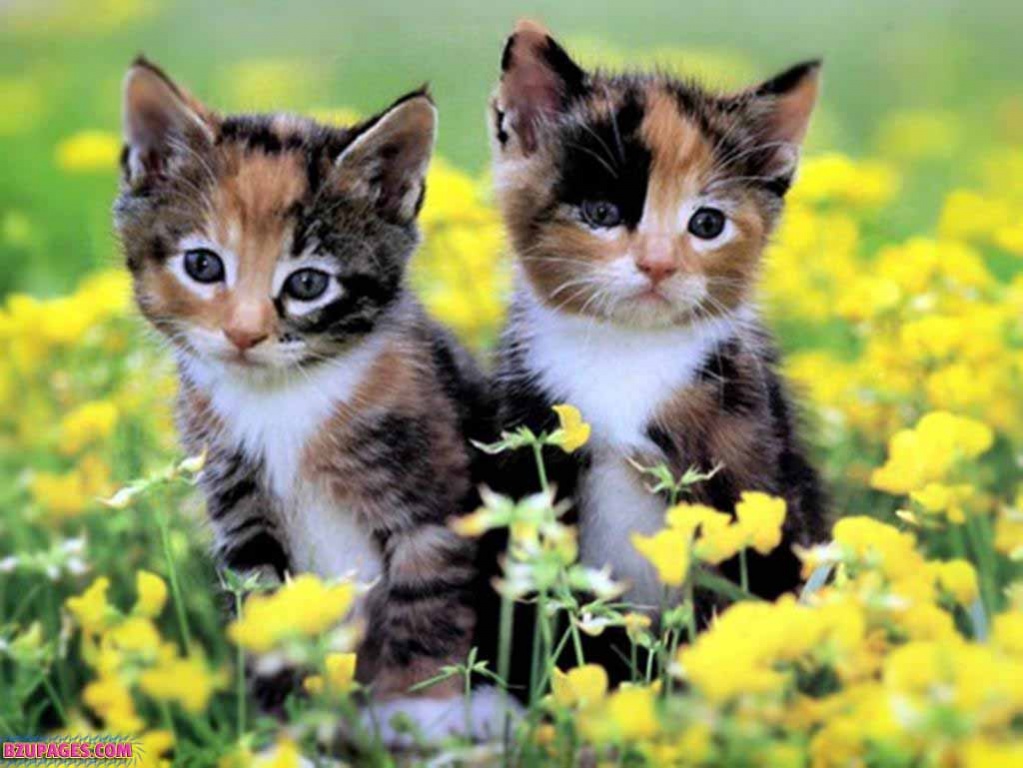 Cute These Naughty Cats wallpaper (2)