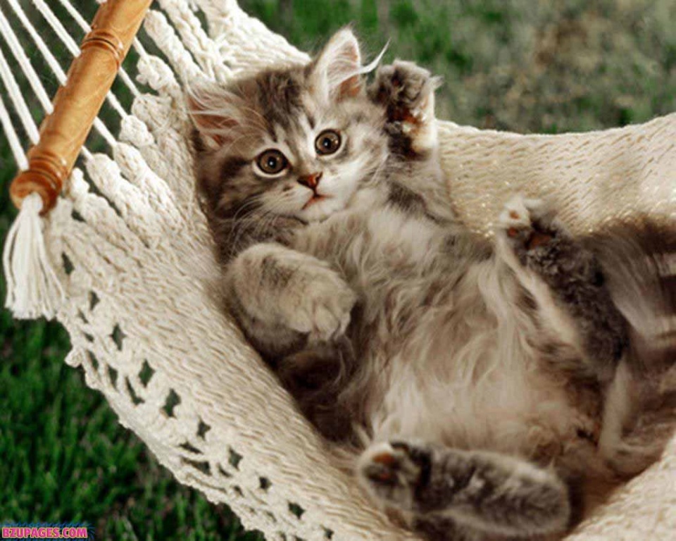 Cute These Naughty Cats wallpaper (9)