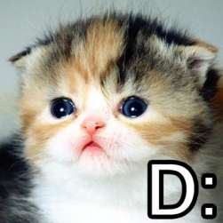 Cute Cats with comments (10)