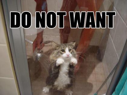 Cute Cats with comments (13)