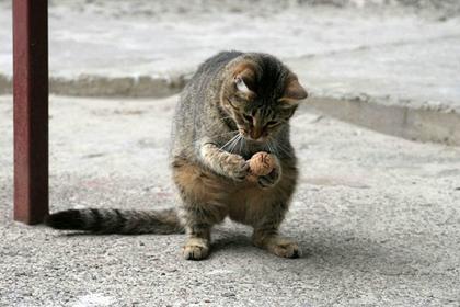 Cute Cats with comments (22)