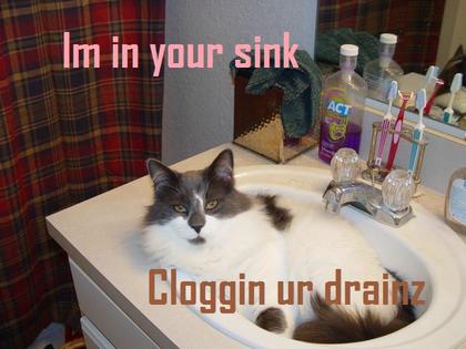 Cute Cats with comments (35)