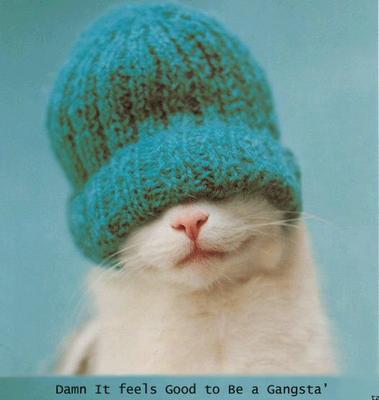 Cute Cats with comments (44)