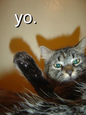 Cute Cats with comments (70)