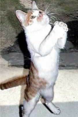 Cute Cats with comments (97)