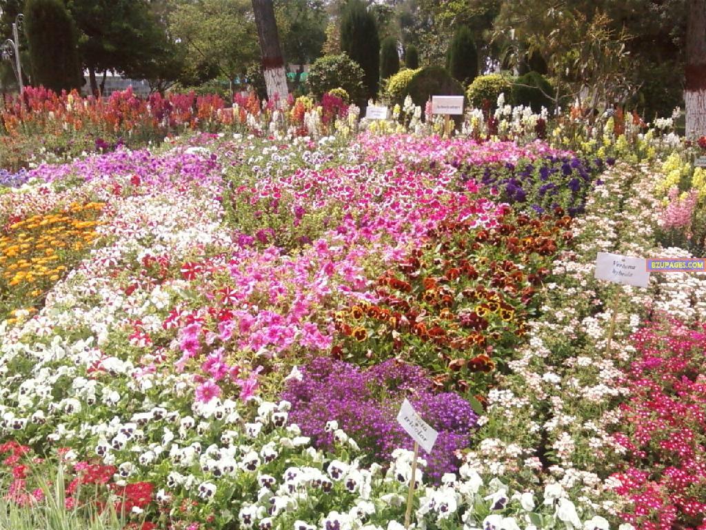 BZU Flower Exhibition 1