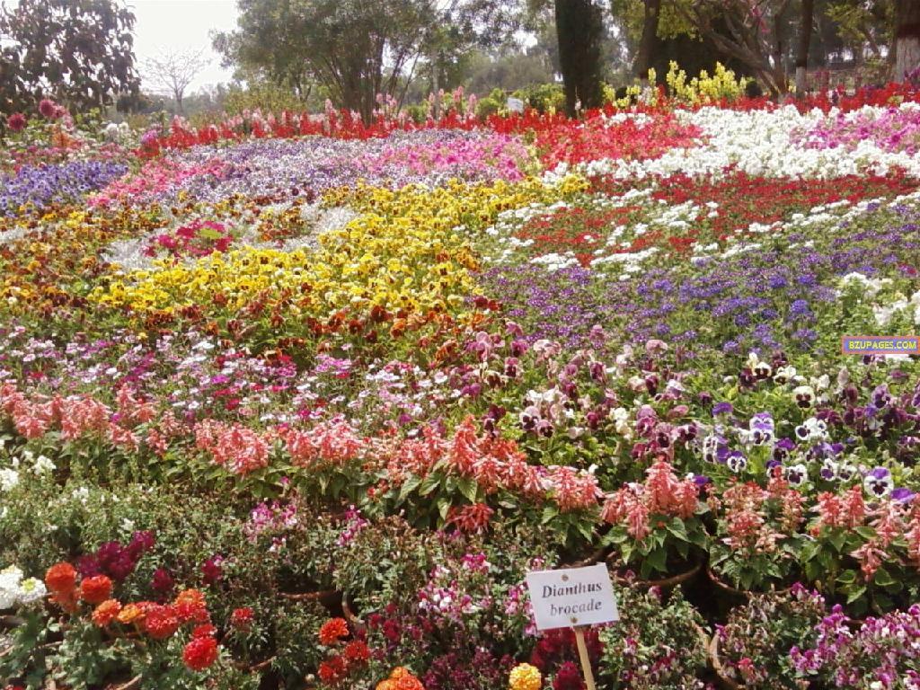 BZU Flower Exhibition 6