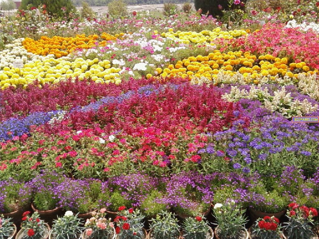 BZU Flower Exhibition 8