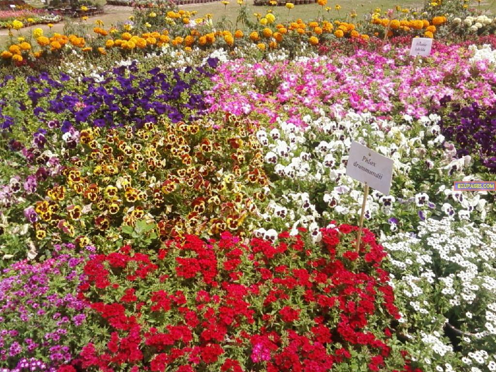 BZU Flower Exhibition 11