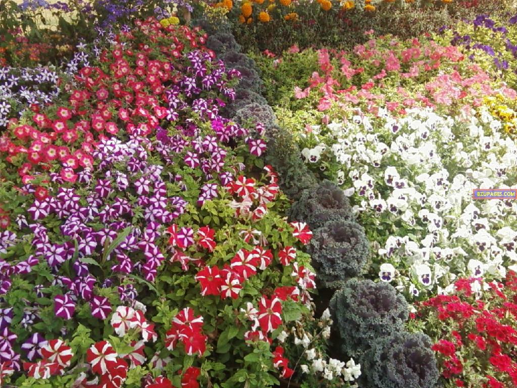 BZU Flower Exhibition 4