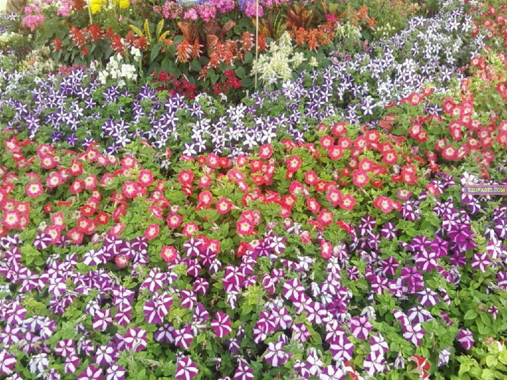 BZU Flower Exhibition 3