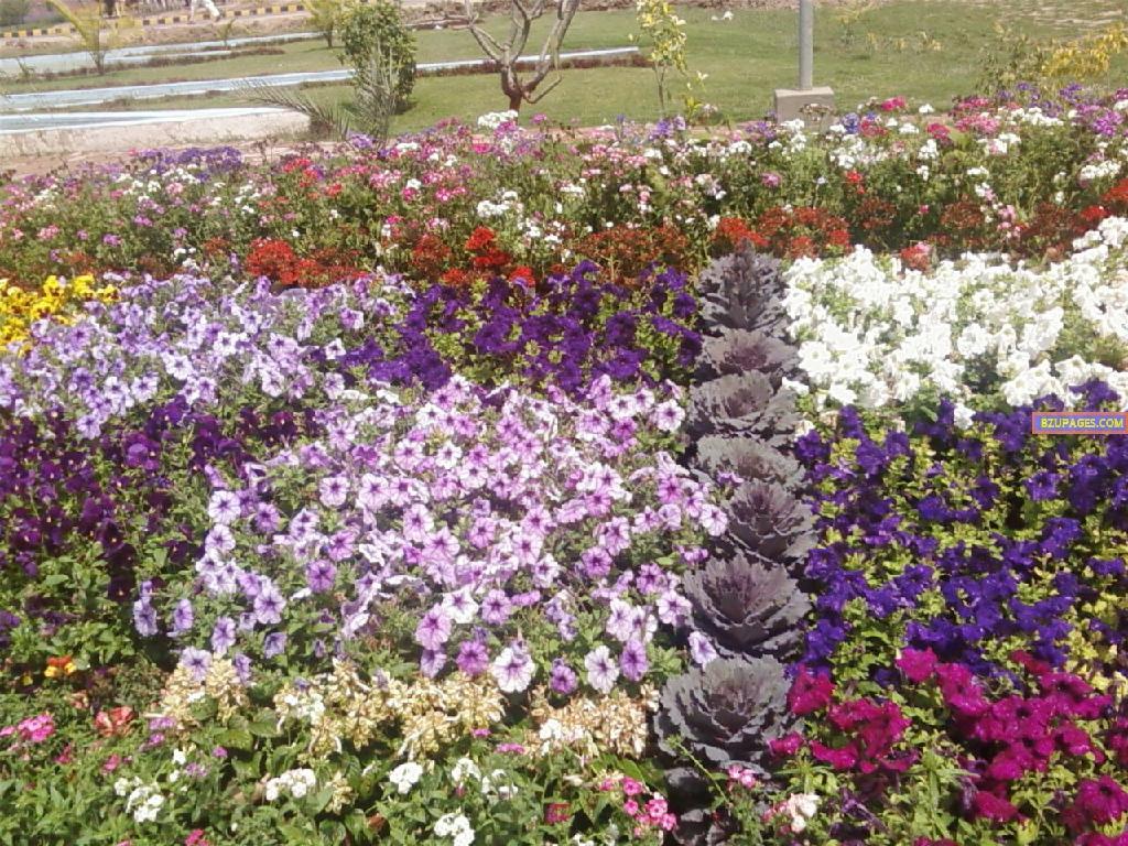 BZU Flower Exhibition 12