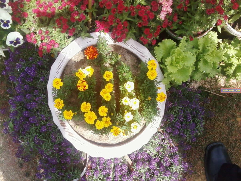 BZU Flower Exhibition 15